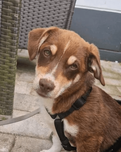 2025 07 01 22 05 24 jamie ❤️ kleiner sonnenschein sucht sein zuhause in nordrhein westfalen haan