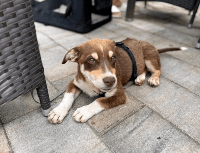 2025 07 01 22 05 28 jamie ❤️ kleiner sonnenschein sucht sein zuhause in nordrhein westfalen haan
