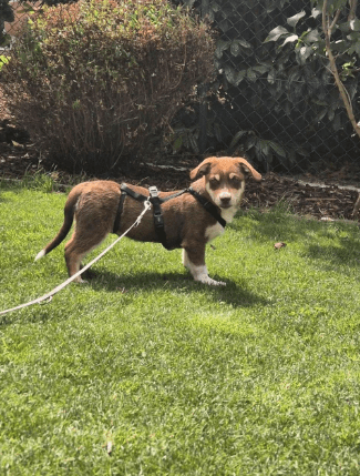2025 07 01 22 05 32 jamie ❤️ kleiner sonnenschein sucht sein zuhause in nordrhein westfalen haan