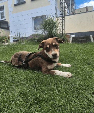2025 07 01 22 05 41 jamie ❤️ kleiner sonnenschein sucht sein zuhause in nordrhein westfalen haan