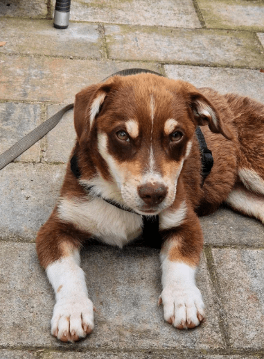 2025 07 01 22 05 45 jamie ❤️ kleiner sonnenschein sucht sein zuhause in nordrhein westfalen haan