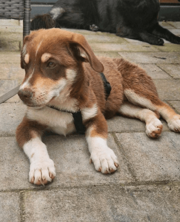 2025 07 01 22 05 50 jamie ❤️ kleiner sonnenschein sucht sein zuhause in nordrhein westfalen haan