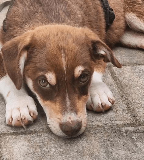 2025 07 01 22 06 03 jamie ❤️ kleiner sonnenschein sucht sein zuhause in nordrhein westfalen haan