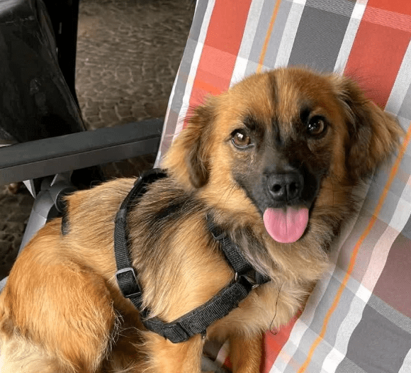 2025 07 01 22 07 17 belle ❤️ kleine powermaus mit großem herz sucht ihr glück in nordrhein westfalen