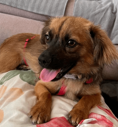 2025 07 01 22 07 29 belle ❤️ kleine powermaus mit großem herz sucht ihr glück in nordrhein westfalen