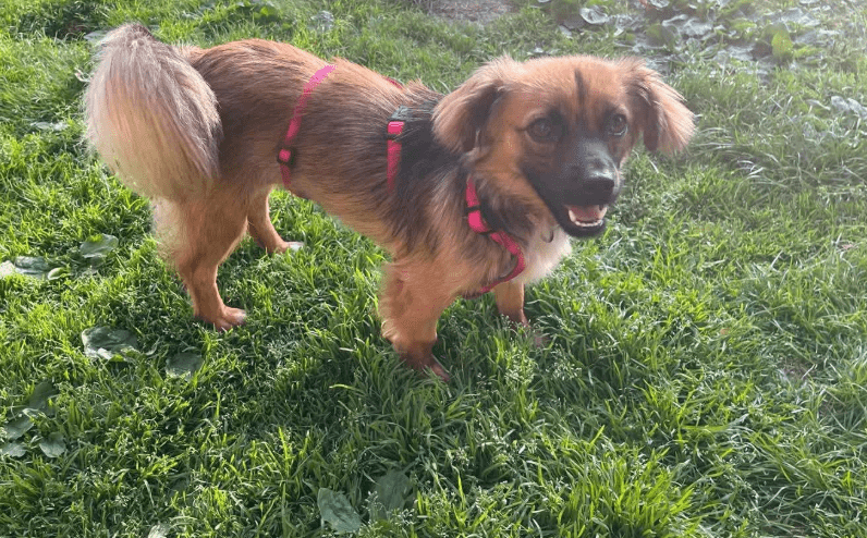 2025 07 01 22 07 33 belle ❤️ kleine powermaus mit großem herz sucht ihr glück in nordrhein westfalen