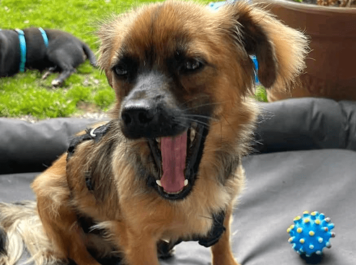 2025 07 01 22 07 41 belle ❤️ kleine powermaus mit großem herz sucht ihr glück in nordrhein westfalen