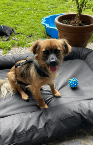 2025 07 01 22 07 46 belle ❤️ kleine powermaus mit großem herz sucht ihr glück in nordrhein westfalen