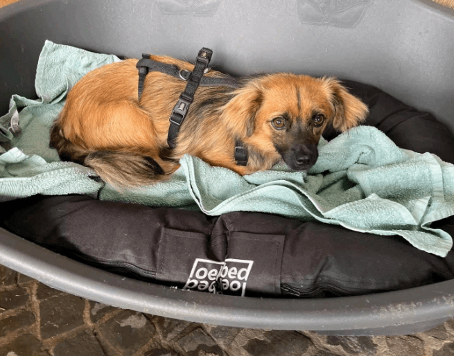 2025 07 01 22 07 52 belle ❤️ kleine powermaus mit großem herz sucht ihr glück in nordrhein westfalen