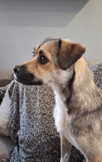 2025 07 09 09 56 35 zauberhafte nayla ♥️sucht dosenöffner in rheinland pfalz marnheim mischlinge