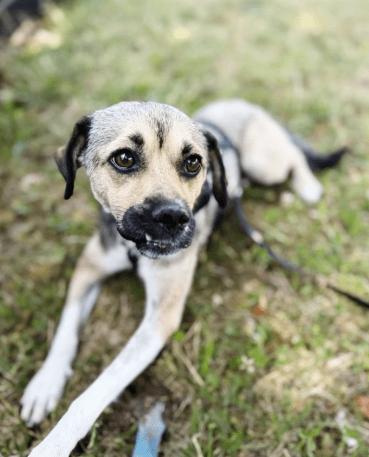 2025 07 09 09 56 49 zauberhafte nayla ♥️sucht dosenöffner in rheinland pfalz marnheim mischlinge