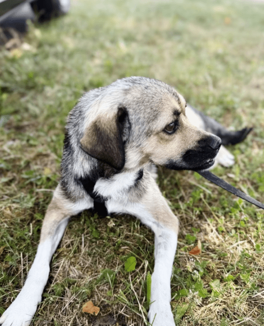 2025 07 09 09 57 01 zauberhafte nayla ♥️sucht dosenöffner in rheinland pfalz marnheim mischlinge