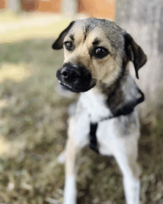 Nayla