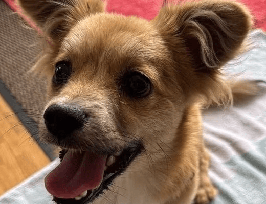 2025 07 09 09 58 46 kiba ❤️ liebenswerte und treue begleiterin sucht dich! in saarbrücken west ger