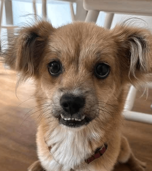 2025 07 09 09 58 50 kiba ❤️ liebenswerte und treue begleiterin sucht dich! in saarbrücken west ger