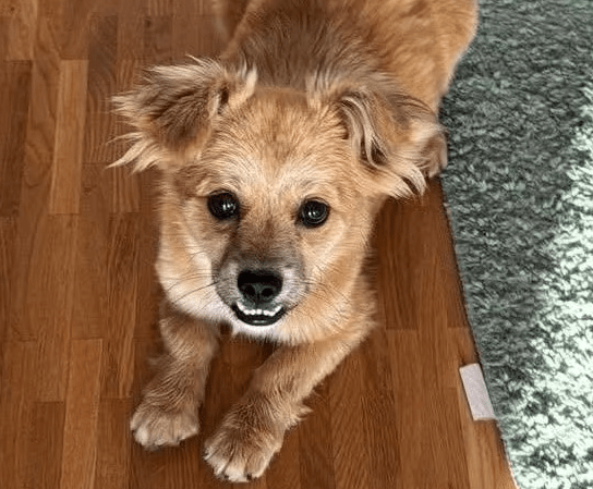 2025 07 09 09 58 54 kiba ❤️ liebenswerte und treue begleiterin sucht dich! in saarbrücken west ger