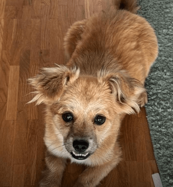 2025 07 09 09 58 58 kiba ❤️ liebenswerte und treue begleiterin sucht dich! in saarbrücken west ger