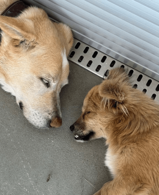 2025 07 09 09 59 03 kiba ❤️ liebenswerte und treue begleiterin sucht dich! in saarbrücken west ger