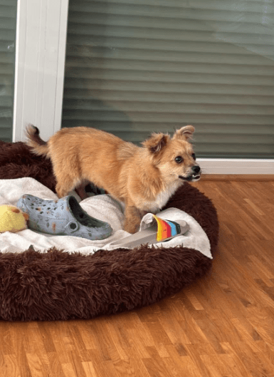 2025 07 09 09 59 10 kiba ❤️ liebenswerte und treue begleiterin sucht dich! in saarbrücken west ger