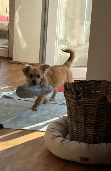 2025 07 09 09 59 14 kiba ❤️ liebenswerte und treue begleiterin sucht dich! in saarbrücken west ger
