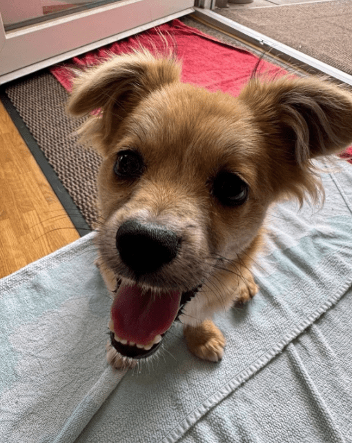 2025 07 09 09 59 20 kiba ❤️ liebenswerte und treue begleiterin sucht dich! in saarbrücken west ger
