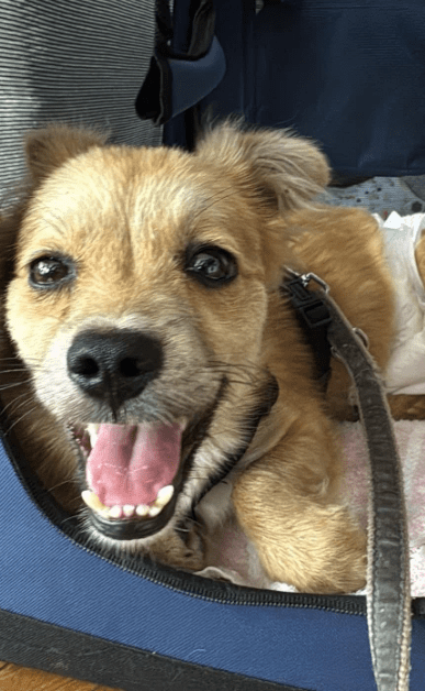 2025 07 09 09 59 25 kiba ❤️ liebenswerte und treue begleiterin sucht dich! in saarbrücken west ger
