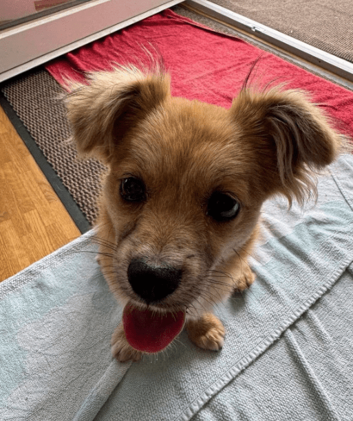 2025 07 09 09 59 30 kiba ❤️ liebenswerte und treue begleiterin sucht dich! in saarbrücken west ger