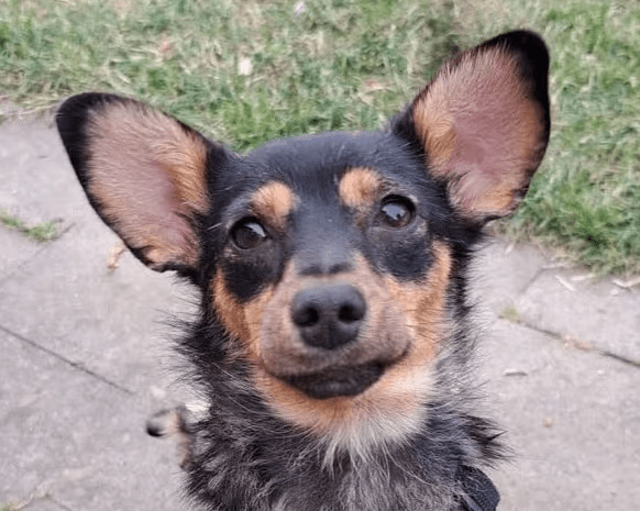 2025 07 09 10 06 18 romina ❤️ ein zauberhaftes hundemädchen zum verlieben! in rheinland pfalz iden