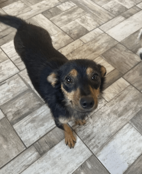 2025 07 09 10 06 23 romina ❤️ ein zauberhaftes hundemädchen zum verlieben! in rheinland pfalz iden