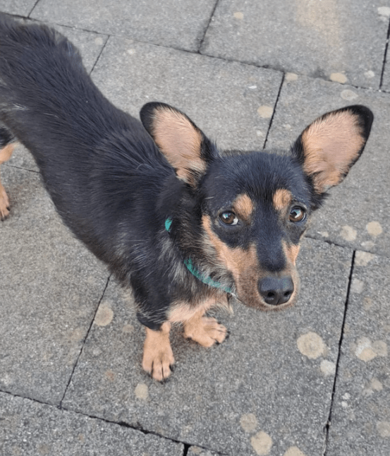 2025 07 09 10 06 26 romina ❤️ ein zauberhaftes hundemädchen zum verlieben! in rheinland pfalz iden