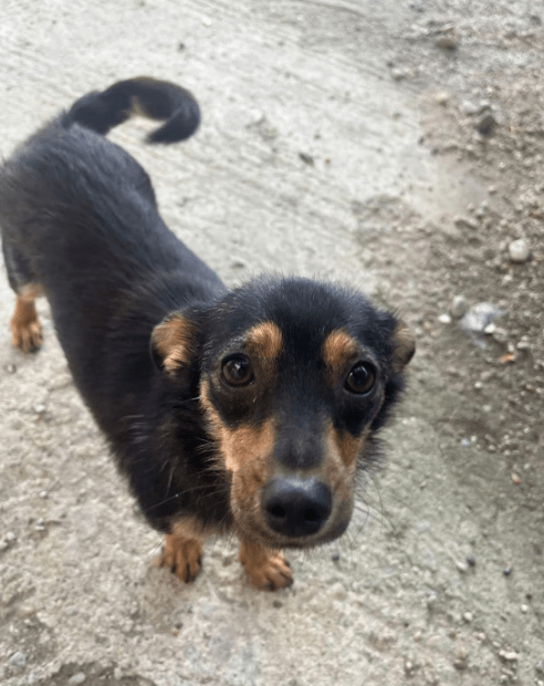 2025 07 09 10 06 30 romina ❤️ ein zauberhaftes hundemädchen zum verlieben! in rheinland pfalz iden