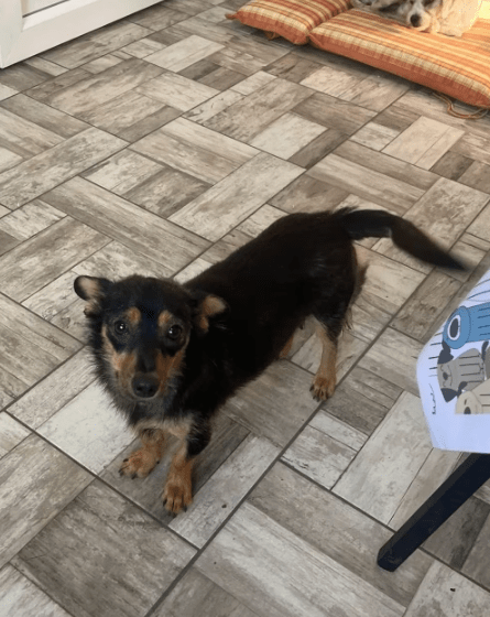 2025 07 09 10 06 34 romina ❤️ ein zauberhaftes hundemädchen zum verlieben! in rheinland pfalz iden