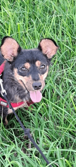 2025 07 09 10 06 41 romina ❤️ ein zauberhaftes hundemädchen zum verlieben! in rheinland pfalz iden