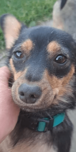 2025 07 09 10 06 47 romina ❤️ ein zauberhaftes hundemädchen zum verlieben! in rheinland pfalz iden