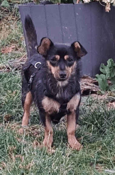 2025 07 09 10 06 51 romina ❤️ ein zauberhaftes hundemädchen zum verlieben! in rheinland pfalz iden