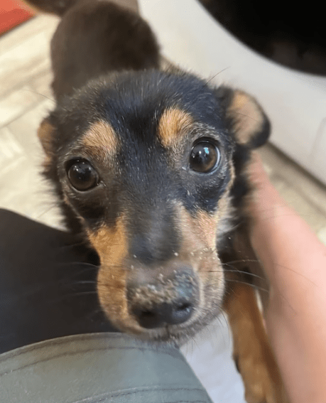 2025 07 09 10 06 56 romina ❤️ ein zauberhaftes hundemädchen zum verlieben! in rheinland pfalz iden