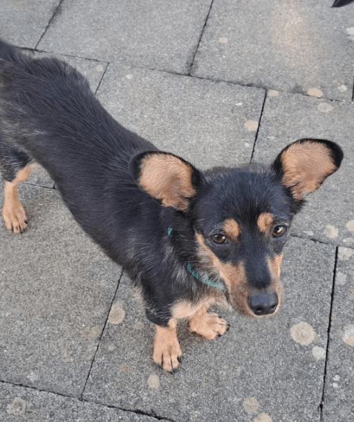 2025 07 09 10 07 02 romina ❤️ ein zauberhaftes hundemädchen zum verlieben! in rheinland pfalz iden