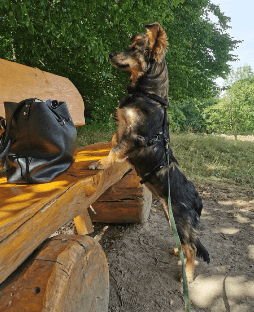 2025 07 09 10 11 46 bildschöne yade ❤️ sucht ihr für immer plätzchen in sachsen anhalt wernigerode