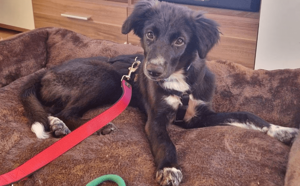2025 07 09 10 15 28 liebenswerte amira ❤️ sucht körbchen für immer! in niedersachsen hambühren m