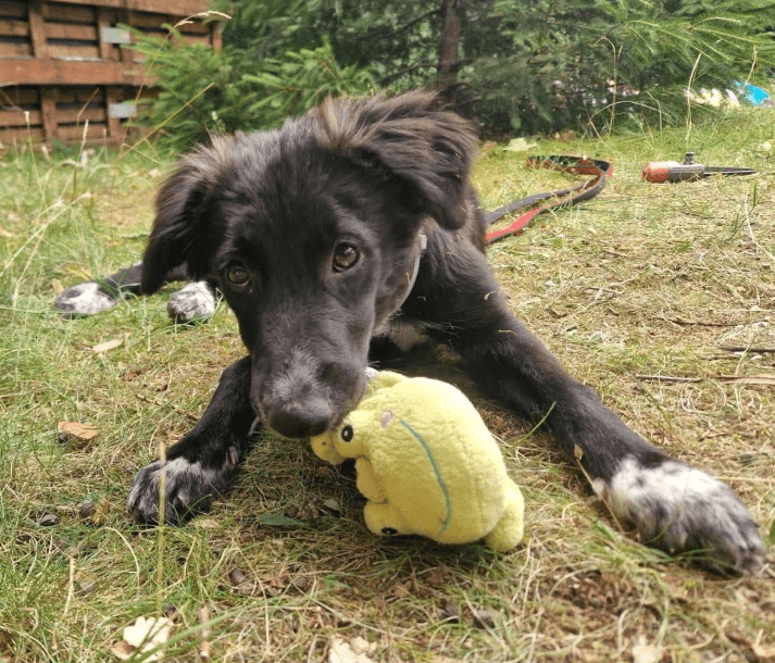 2025 07 09 10 15 33 liebenswerte amira ❤️ sucht körbchen für immer! in niedersachsen hambühren m