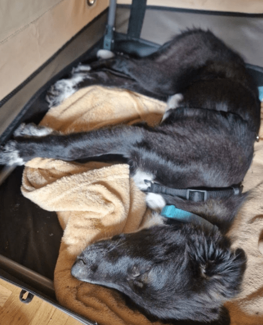 2025 07 09 10 15 37 liebenswerte amira ❤️ sucht körbchen für immer! in niedersachsen hambühren m