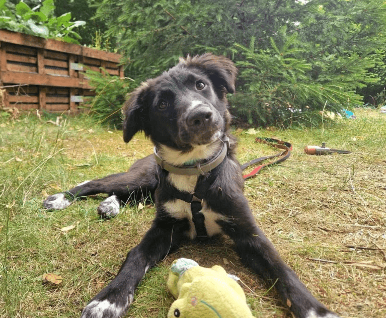 2025 07 09 10 15 41 liebenswerte amira ❤️ sucht körbchen für immer! in niedersachsen hambühren m