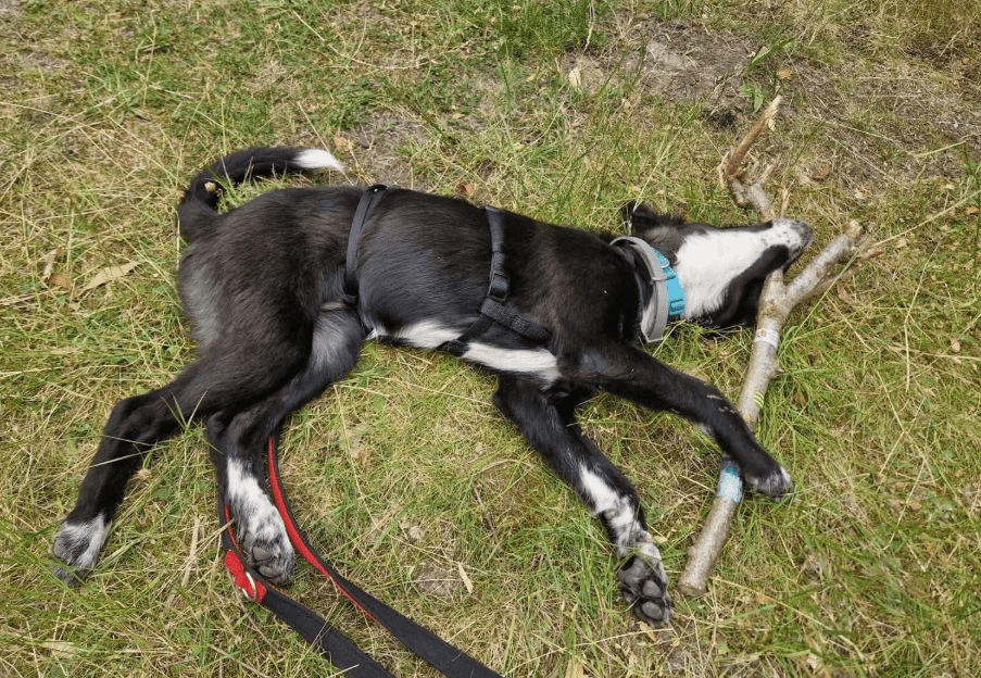 2025 07 09 10 15 46 liebenswerte amira ❤️ sucht körbchen für immer! in niedersachsen hambühren m