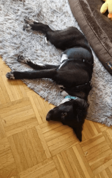 2025 07 09 10 15 50 liebenswerte amira ❤️ sucht körbchen für immer! in niedersachsen hambühren m