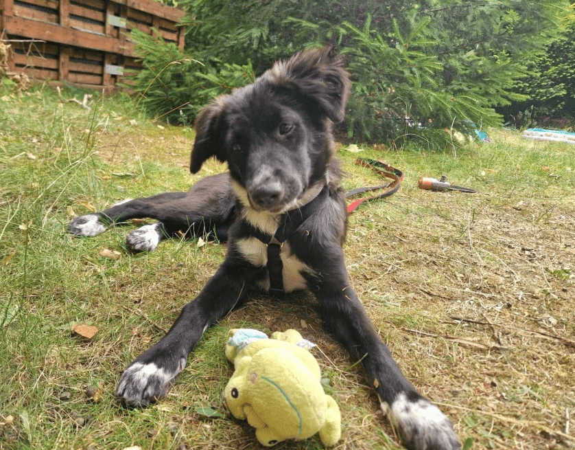 2025 07 09 10 15 55 liebenswerte amira ❤️ sucht körbchen für immer! in niedersachsen hambühren m