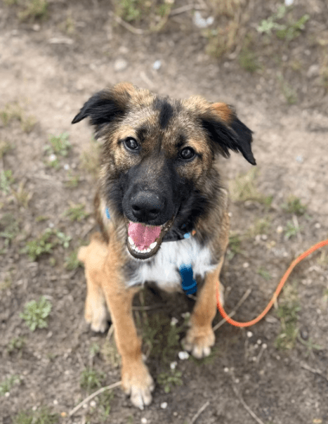 2025 07 16 15 57 38 best buddy nash ❤️ sucht seine zweibeiner in berlin köpenick mischlinge und