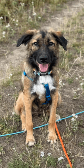2025 07 16 15 57 41 best buddy nash ❤️ sucht seine zweibeiner in berlin köpenick mischlinge und