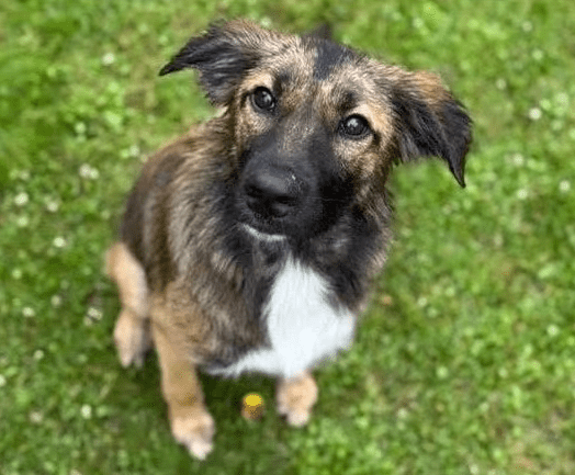 2025 07 16 15 57 45 best buddy nash ❤️ sucht seine zweibeiner in berlin köpenick mischlinge und