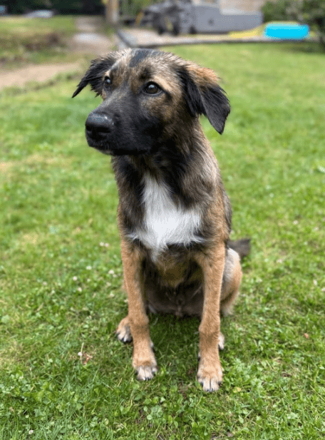 2025 07 16 15 57 50 best buddy nash ❤️ sucht seine zweibeiner in berlin köpenick mischlinge und