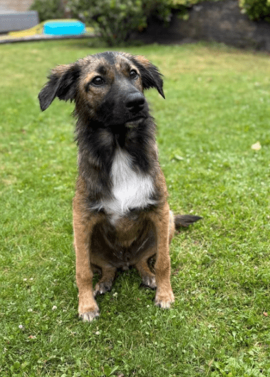 2025 07 16 15 57 54 best buddy nash ❤️ sucht seine zweibeiner in berlin köpenick mischlinge und